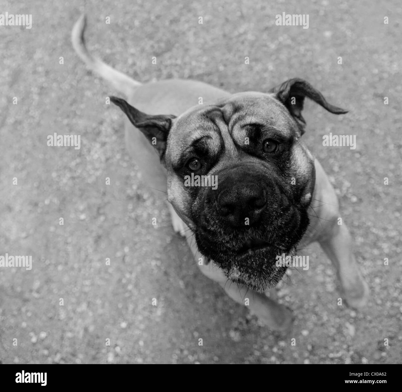 English bulldog Black and White Stock Photos & Images Alamy