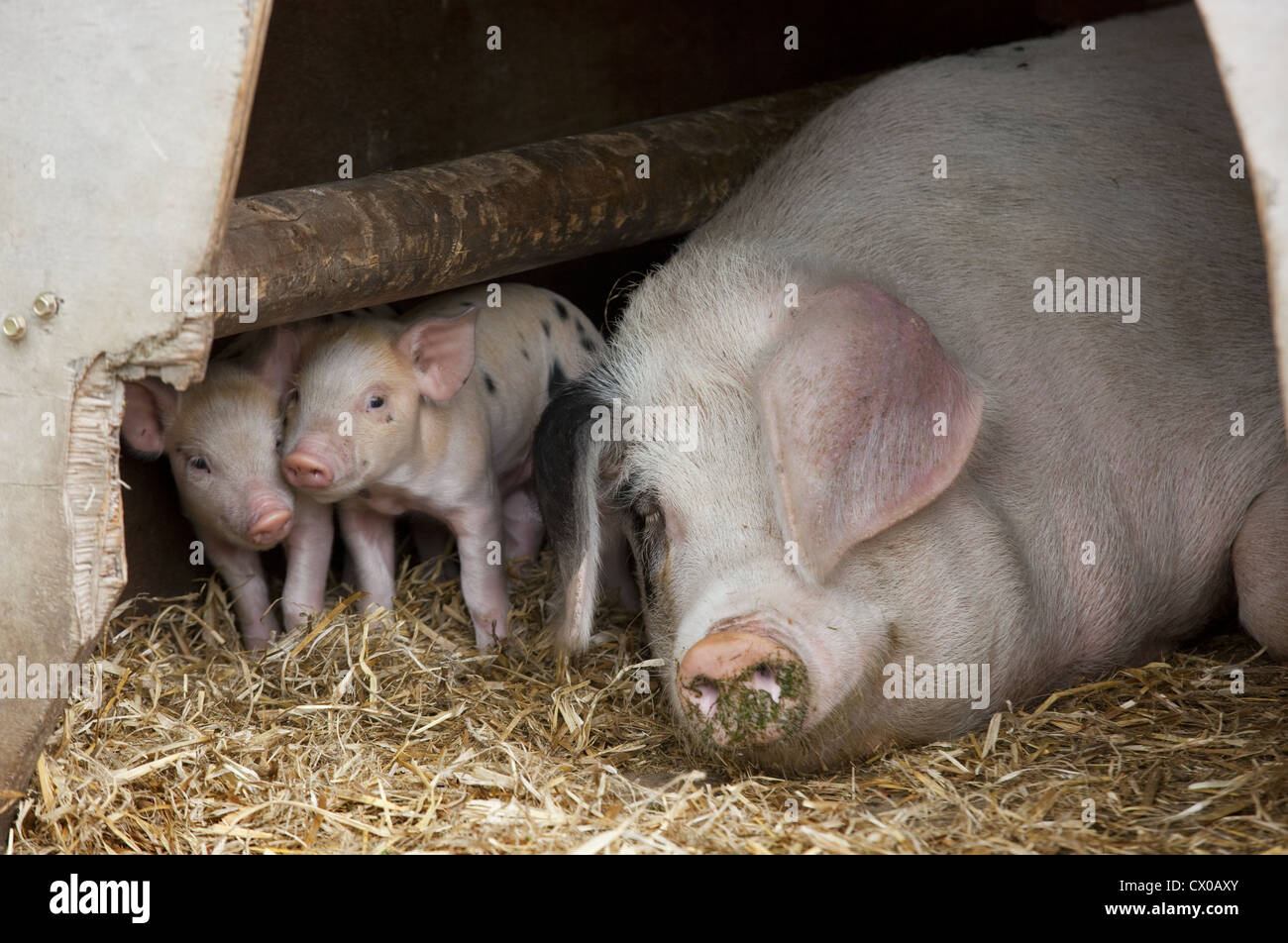 Pig rear hi-res stock photography and images - Alamy
