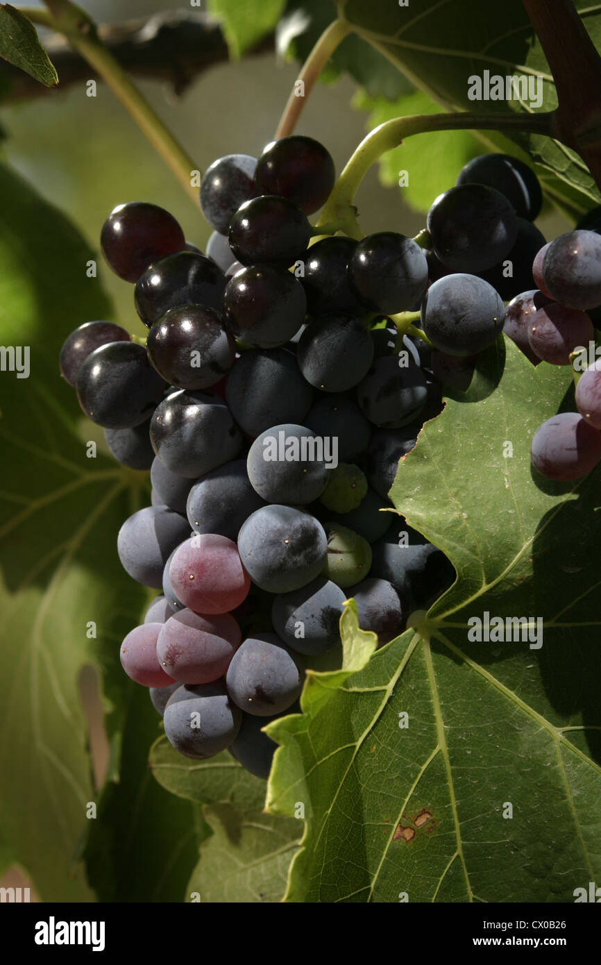 Grenache wine hires stock photography and images Alamy