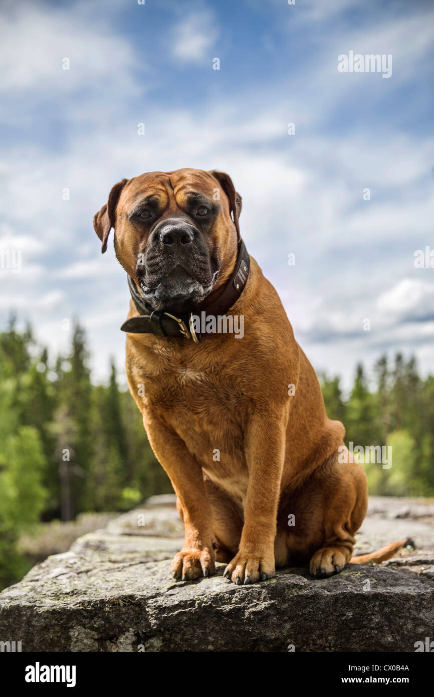 Portrait of an Old english bulldog sitting on a rock with forest in the background Stock Photo
