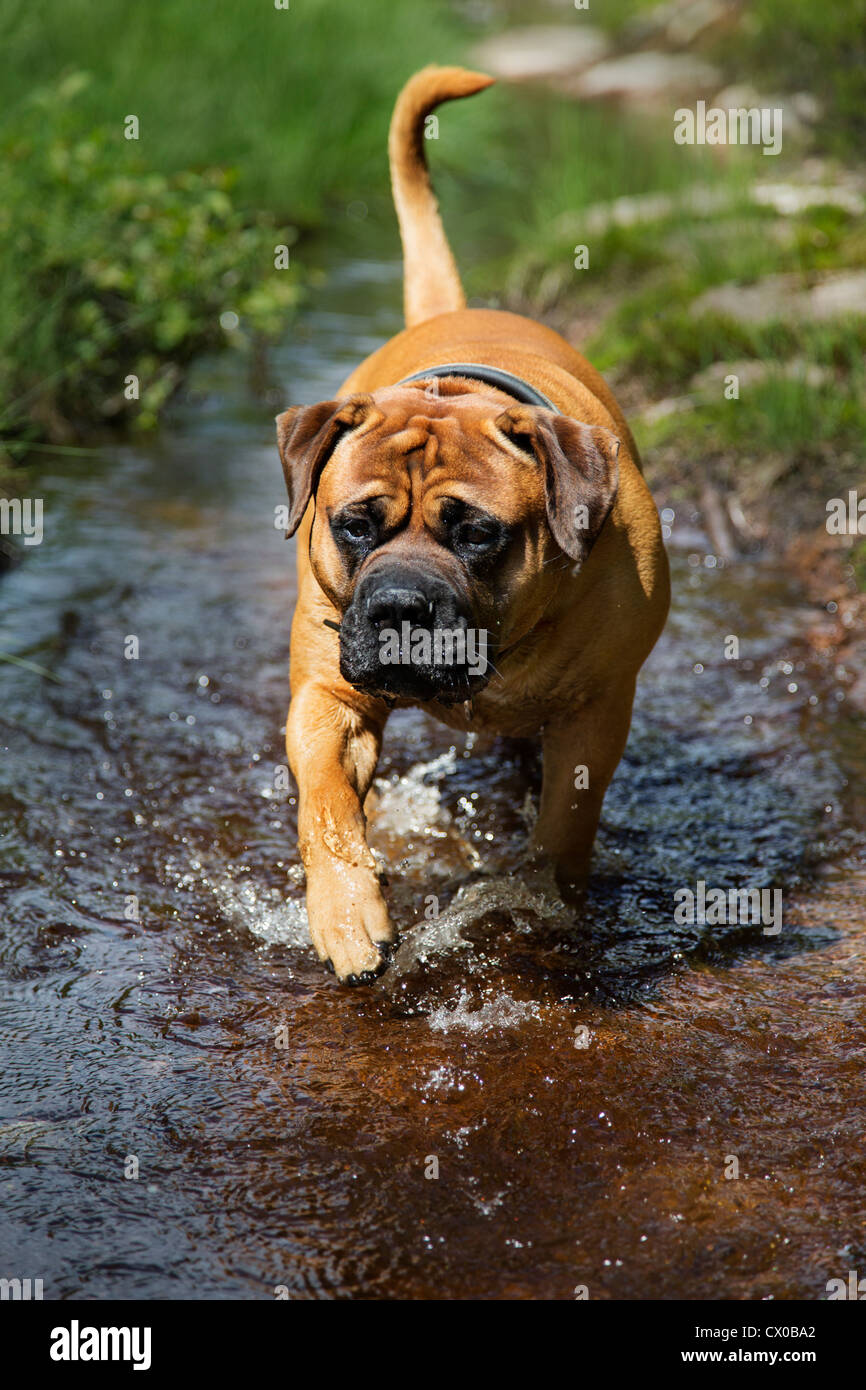 Pretty Old English bulldog wading through a stream of water Stock Photo