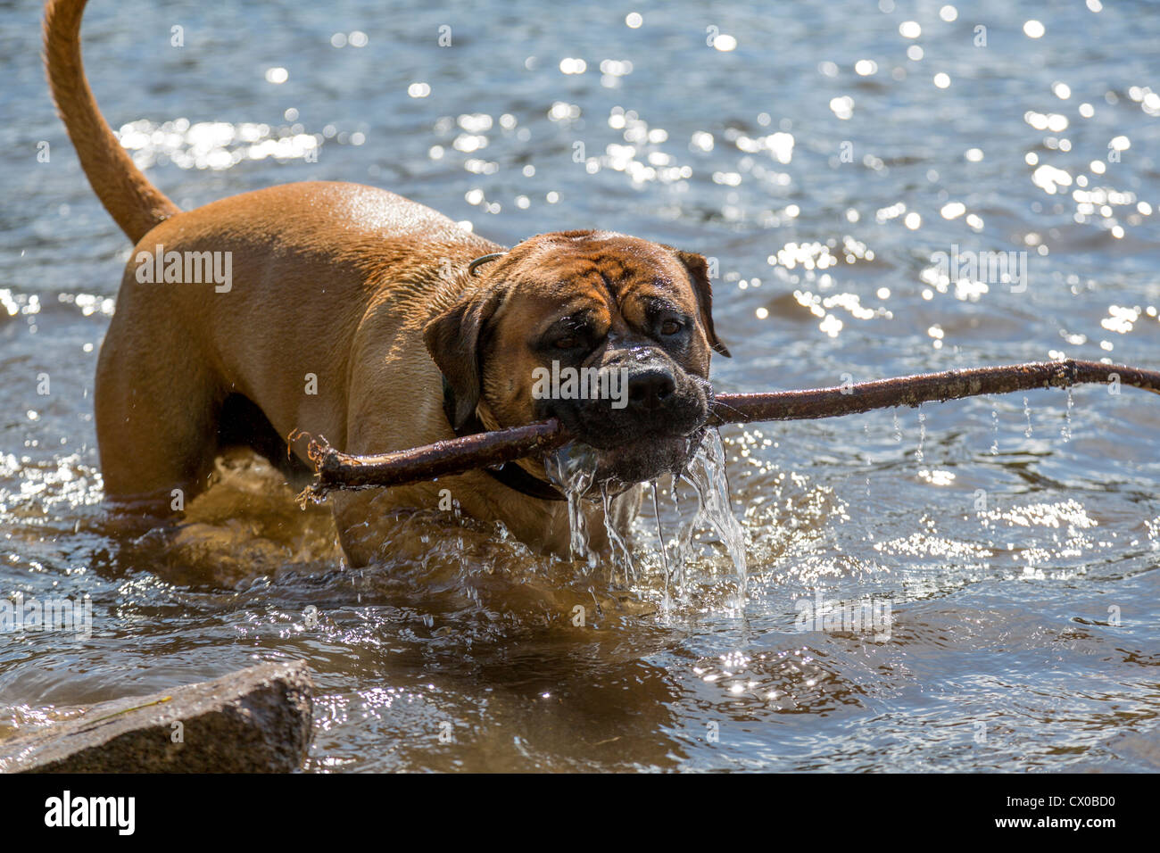 Old english bulldog carrying a large stick in his mouth while playing in the water Stock Photo