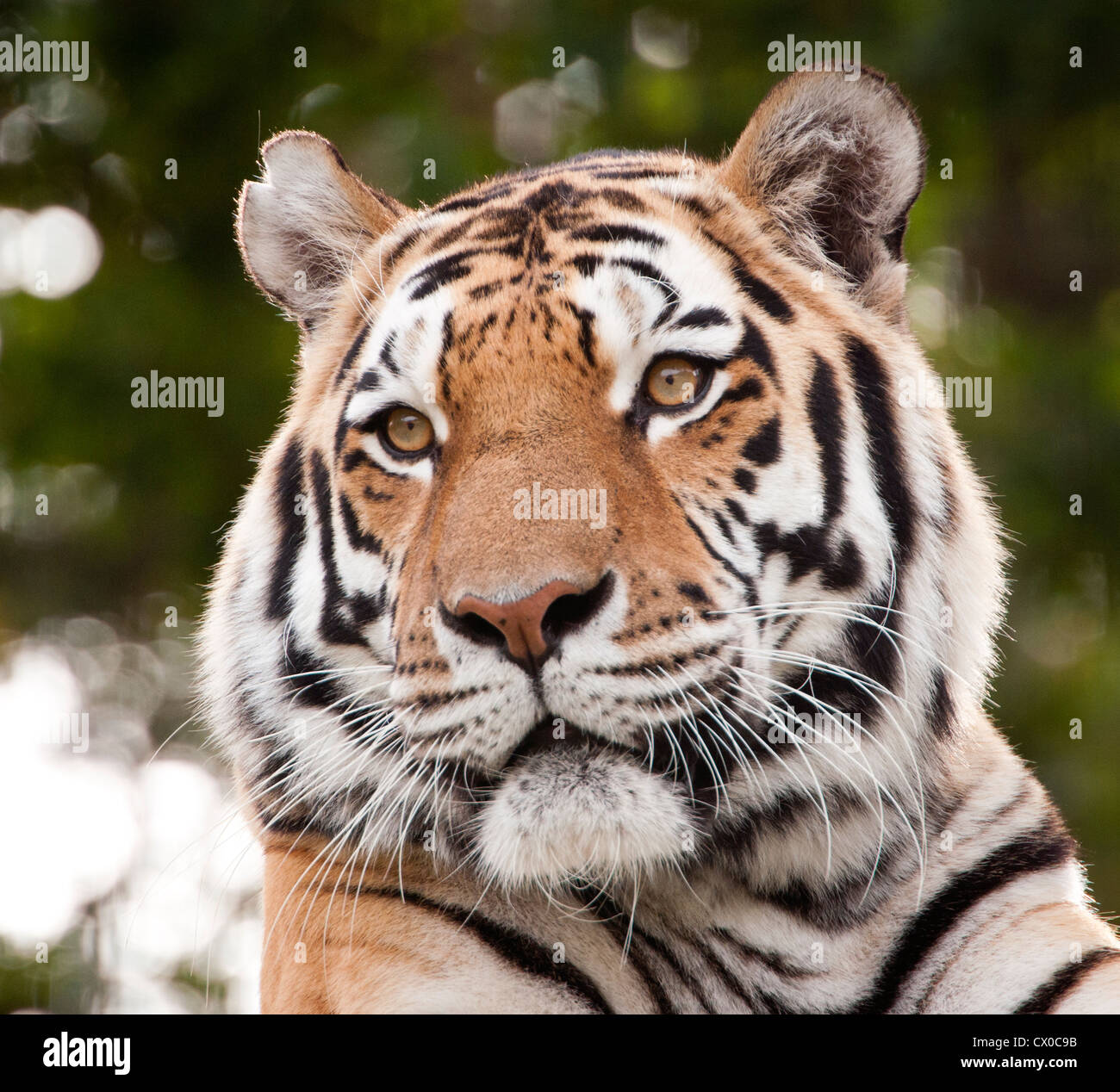 Male Amur tiger Stock Photo
