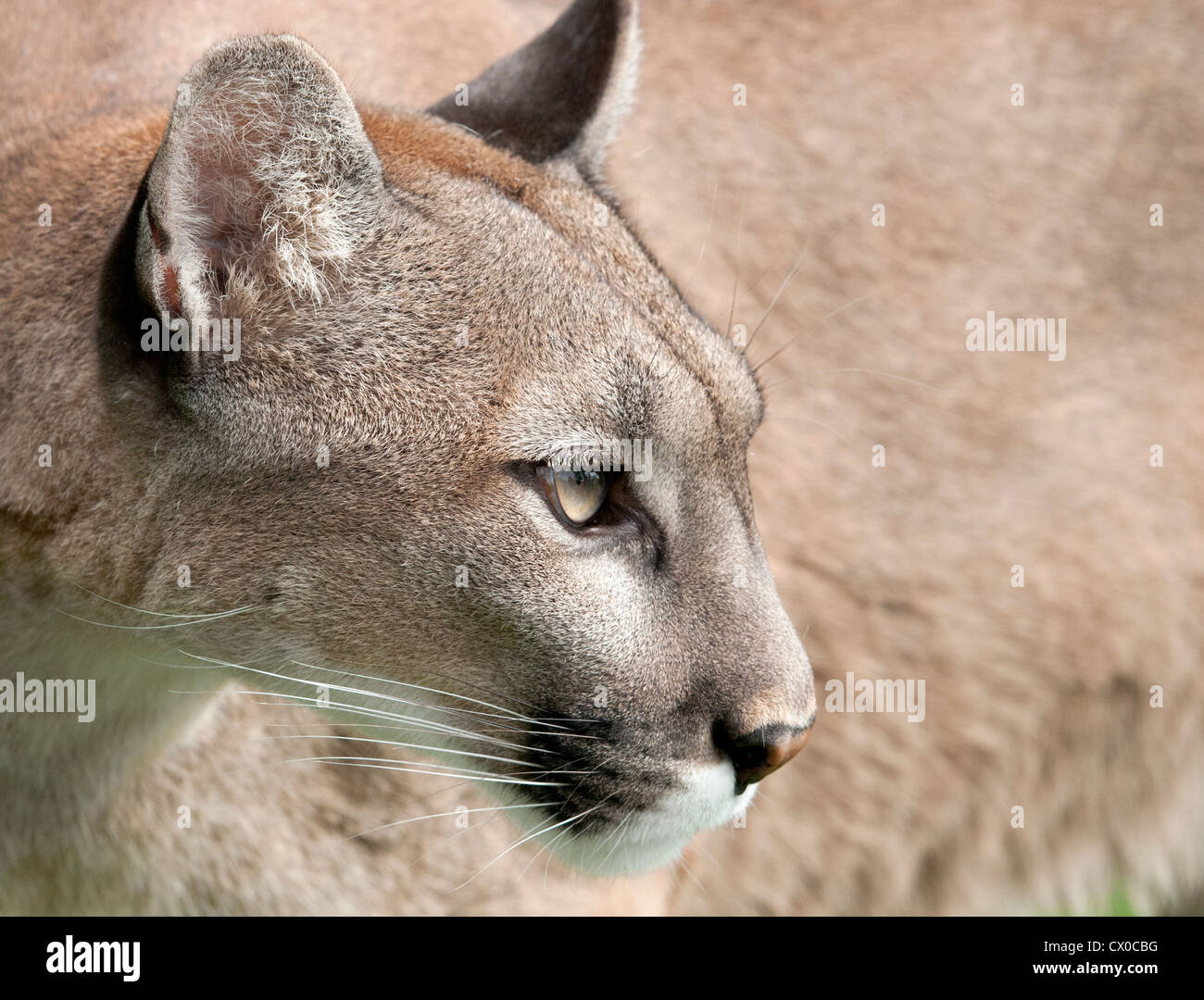Puma profile hi-res stock photography and images - Alamy
