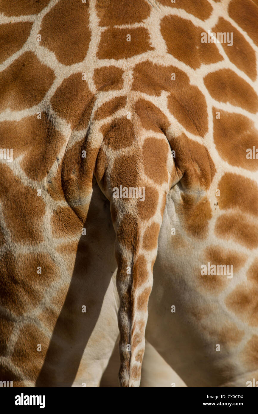 Giraffe's Rear End Stock Photo - Alamy