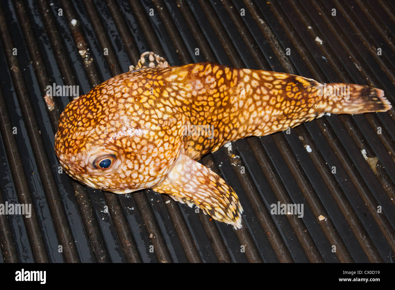 Toadfish: (Tetractenos hamiltoni): bycatch in a trawl net. Pale toadfish (Ambophthalmos angustus, Neophrynichthys angustus). Stock Photo