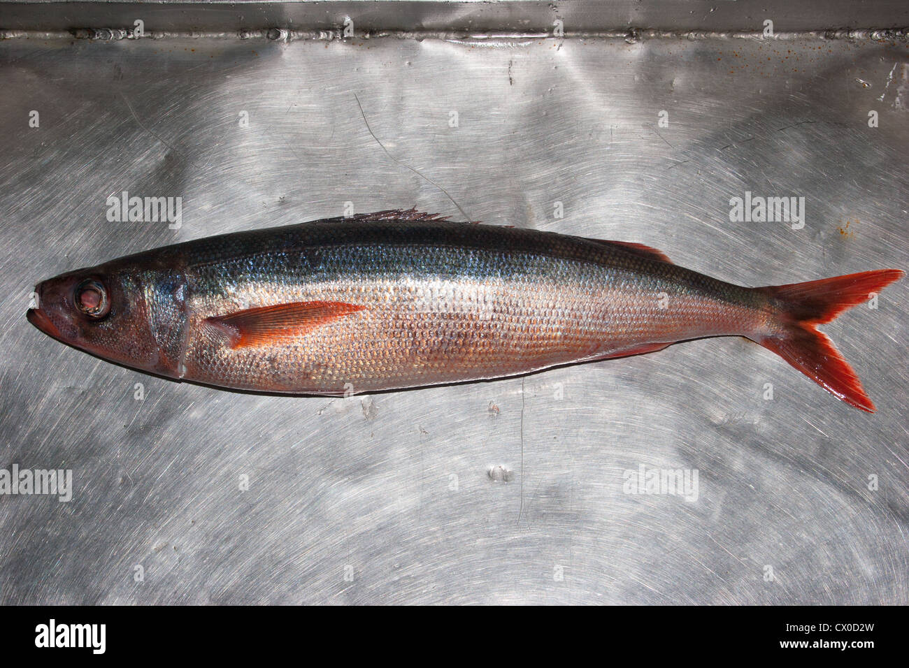 Redbait (Emmelichthys nitidus): also known as "bonnetmouth" and ...