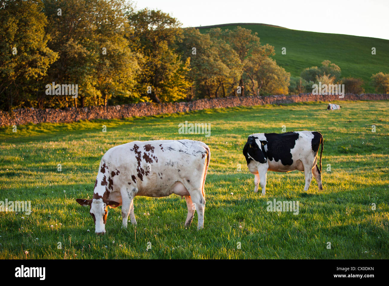 Cows in a field. Peak District. Derbyshire. United Kingdom. Stock Photo