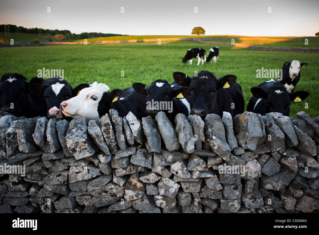 Calves in a field. Peak District. Derbyshire. United Kingdom Stock