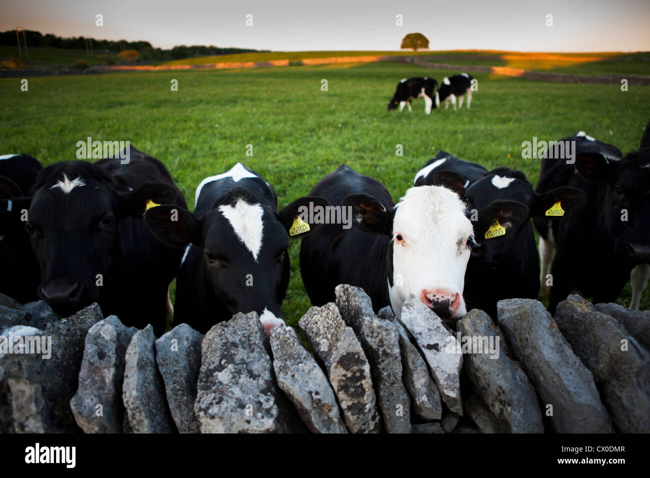 Calves in a field. Peak District. Derbyshire. United Kingdom Stock