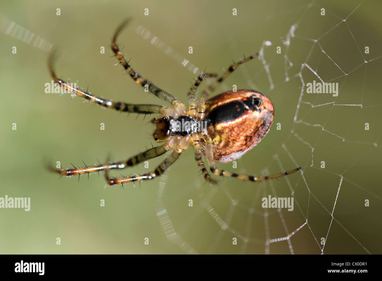 Autumn Spider Metellina segmentata Stock Photo