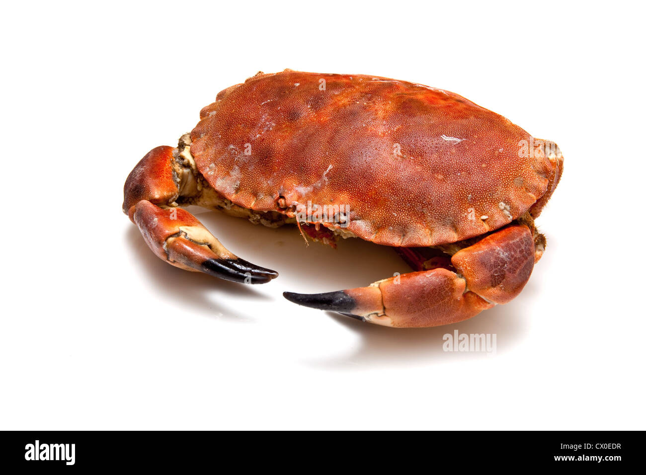 Cooked edible brown crab from the Orkney Isles, isolated on a white studio background. Stock Photo