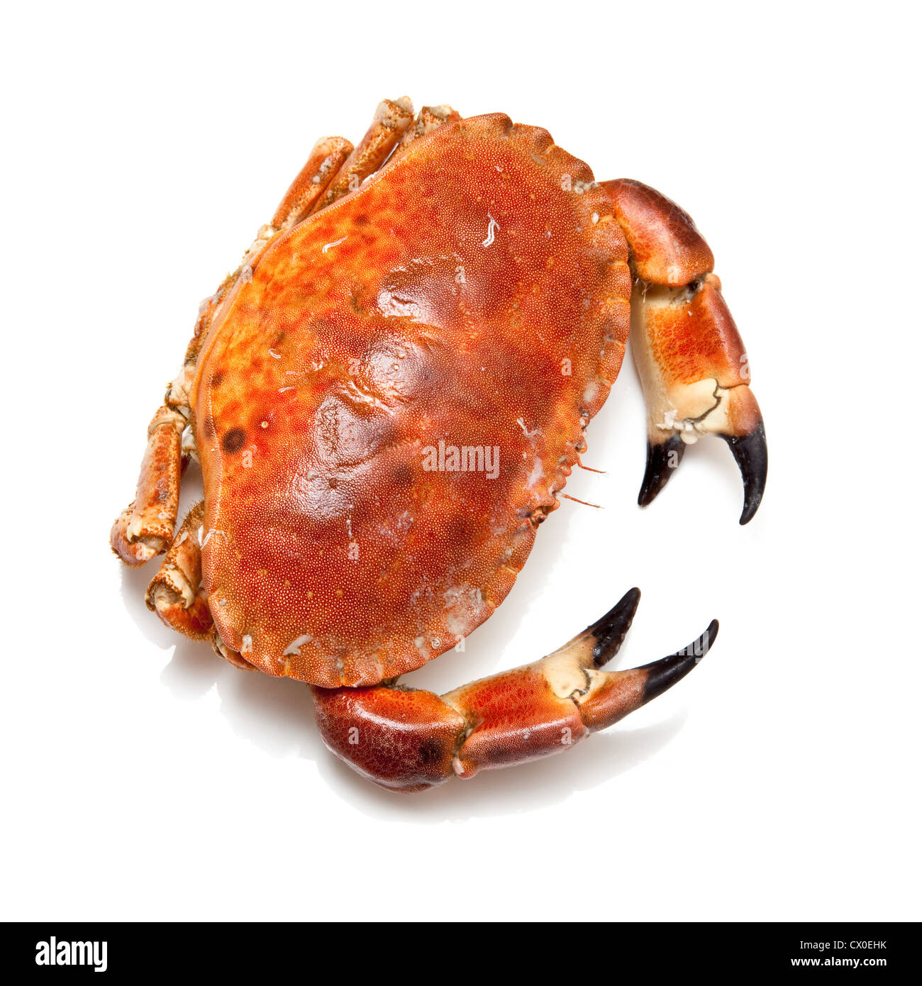 Cancer pagurus edible crab Cut Out Stock Images & Pictures - Alamy