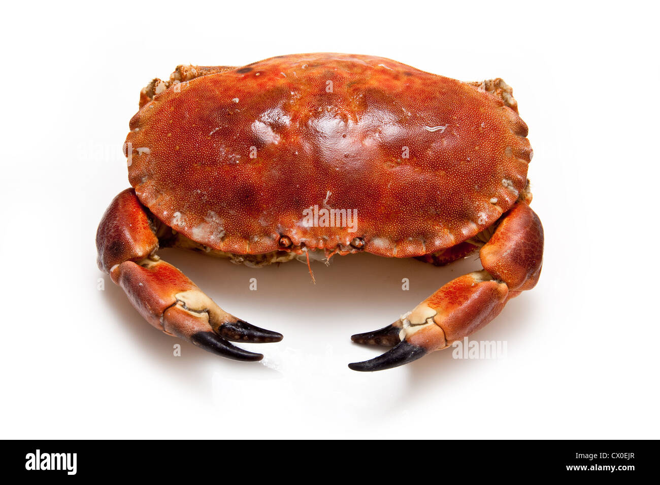 Cooked edible brown crab from the Orkney Isles, isolated on a white studio background. Stock Photo