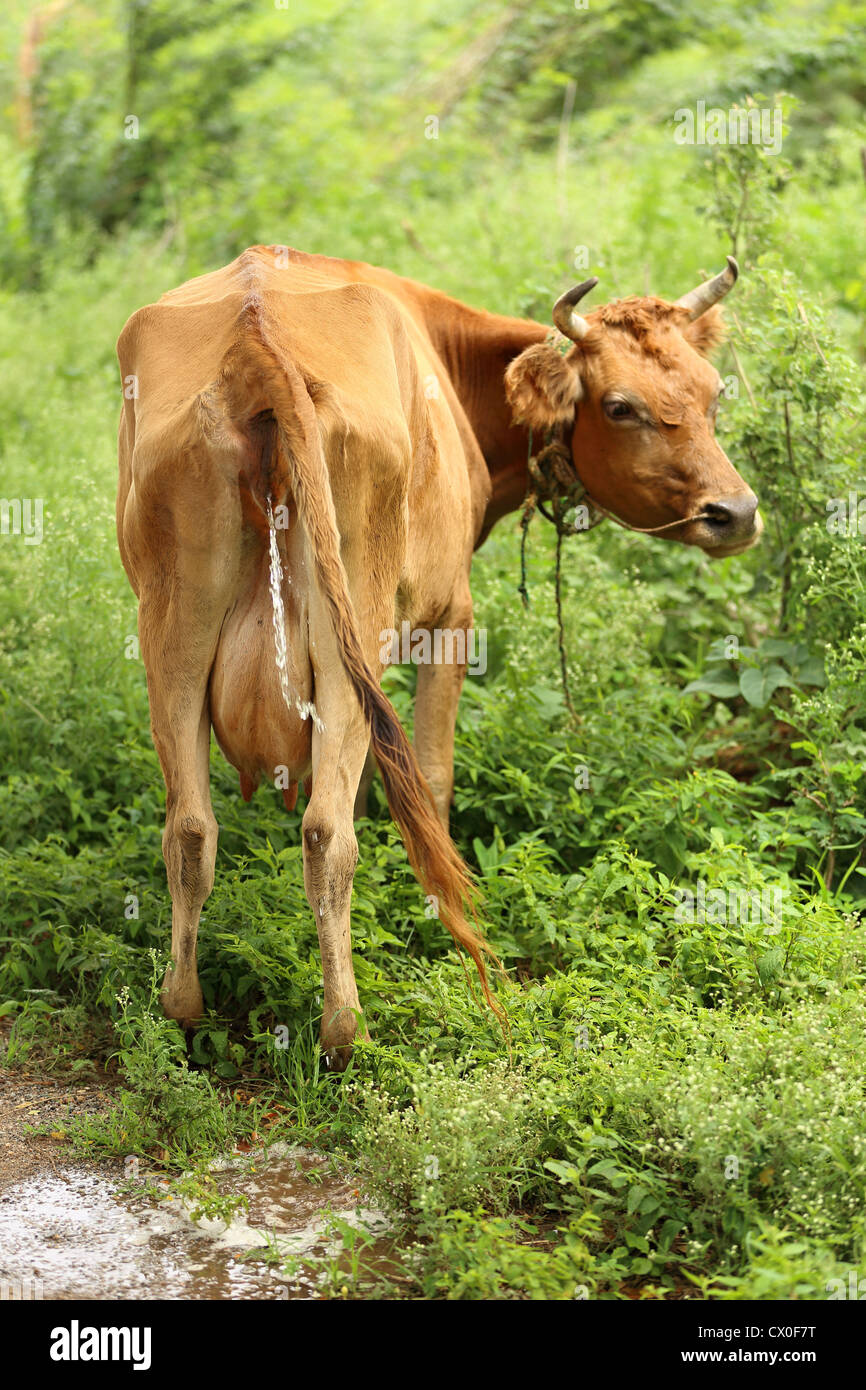 Indian cow urinating Andhra Pradesh South India Stock Photo - Alamy