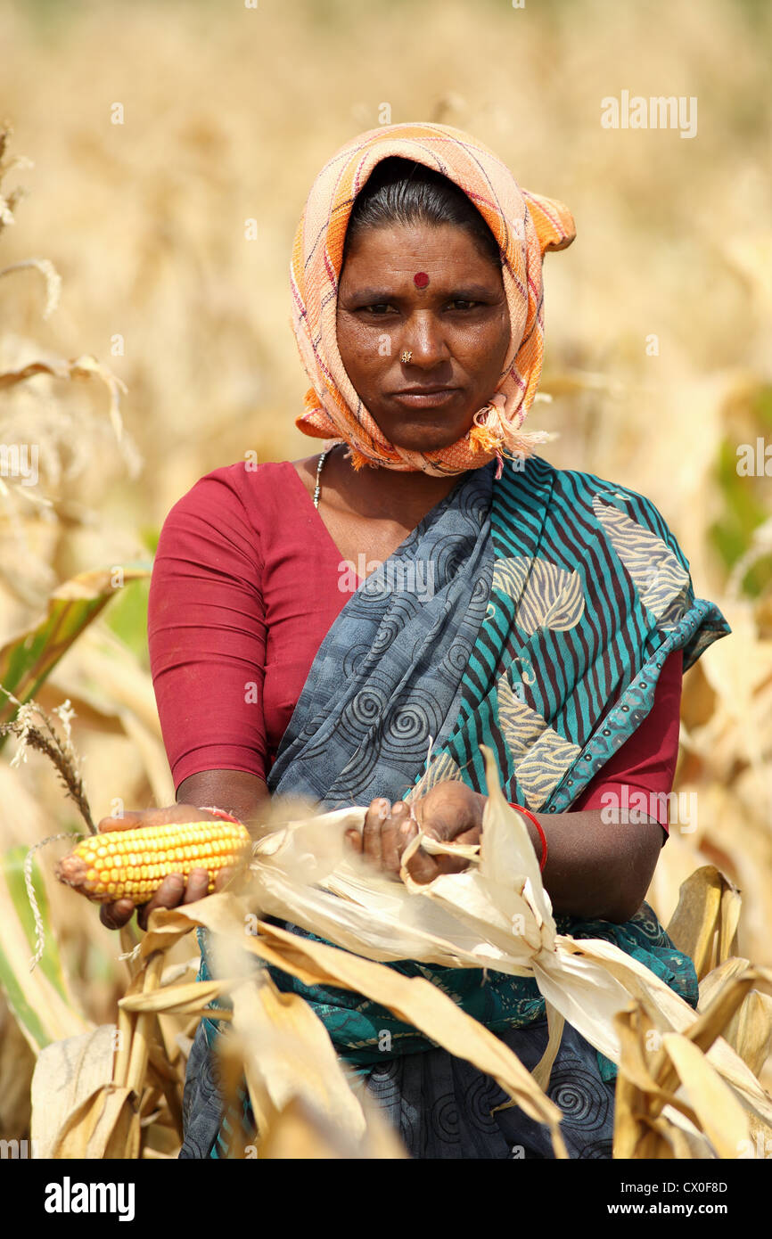 Rural woman harvesting corn Andhra Pradesh South India Stock Photo - Alamy
