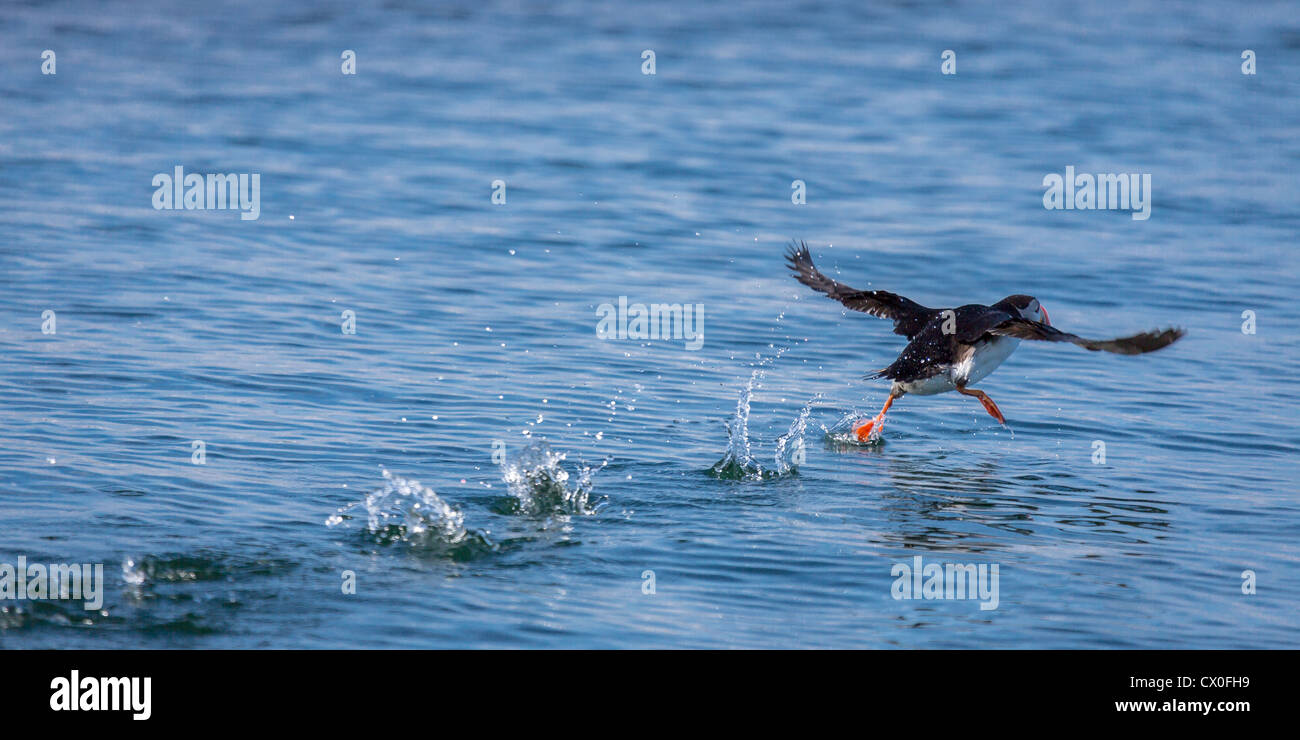 Puffin (Fratercala arctica) taking off from water in Reykjavik Harbor ,Iceland Stock Photo