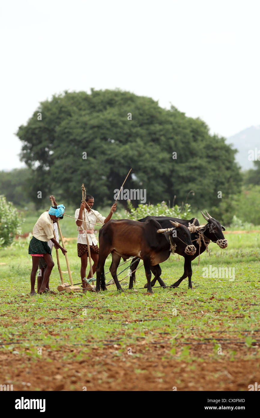Indian farmers weeding a field Andhra Pradesh South India Stock Photo ...