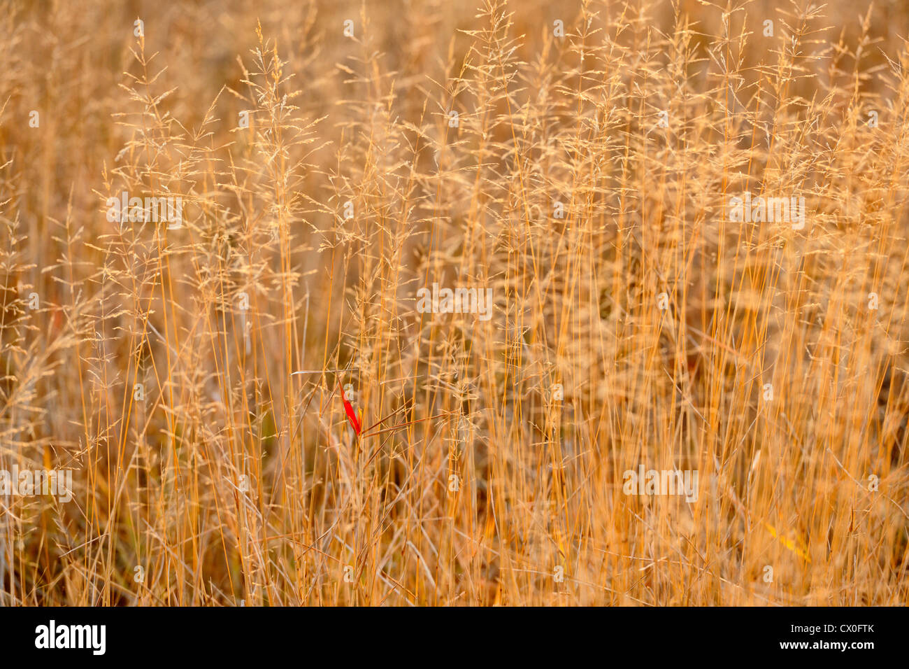 Red-top grasses in late autumn, Greater Sudbury , Ontario, Canada Stock Photo