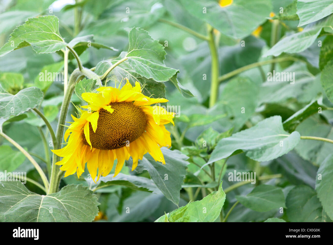 Sunflowers in the field Stock Photo - Alamy