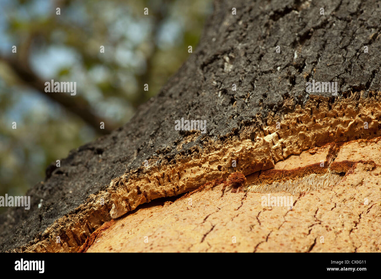 Cork crust. Natural piece of wood Stock Photo Alamy