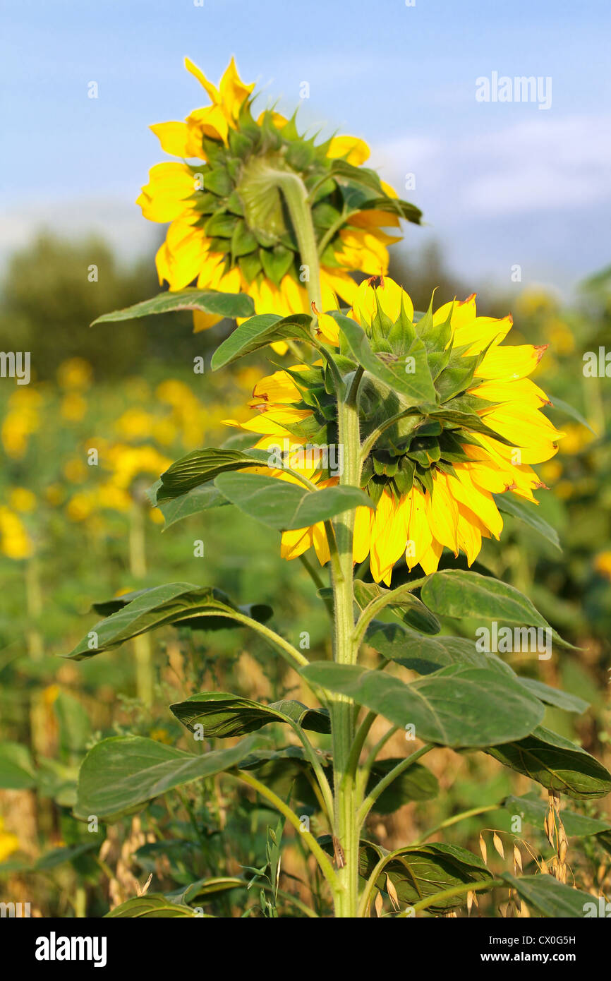 Sunflowers in the field with blue sky, closeup Stock Photo - Alamy