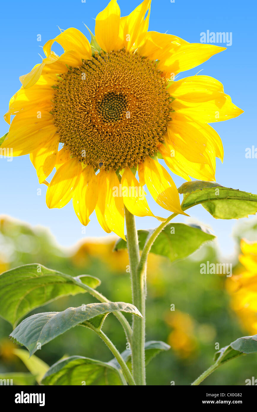 Sunflower in the field with blue sky, closeup Stock Photo - Alamy