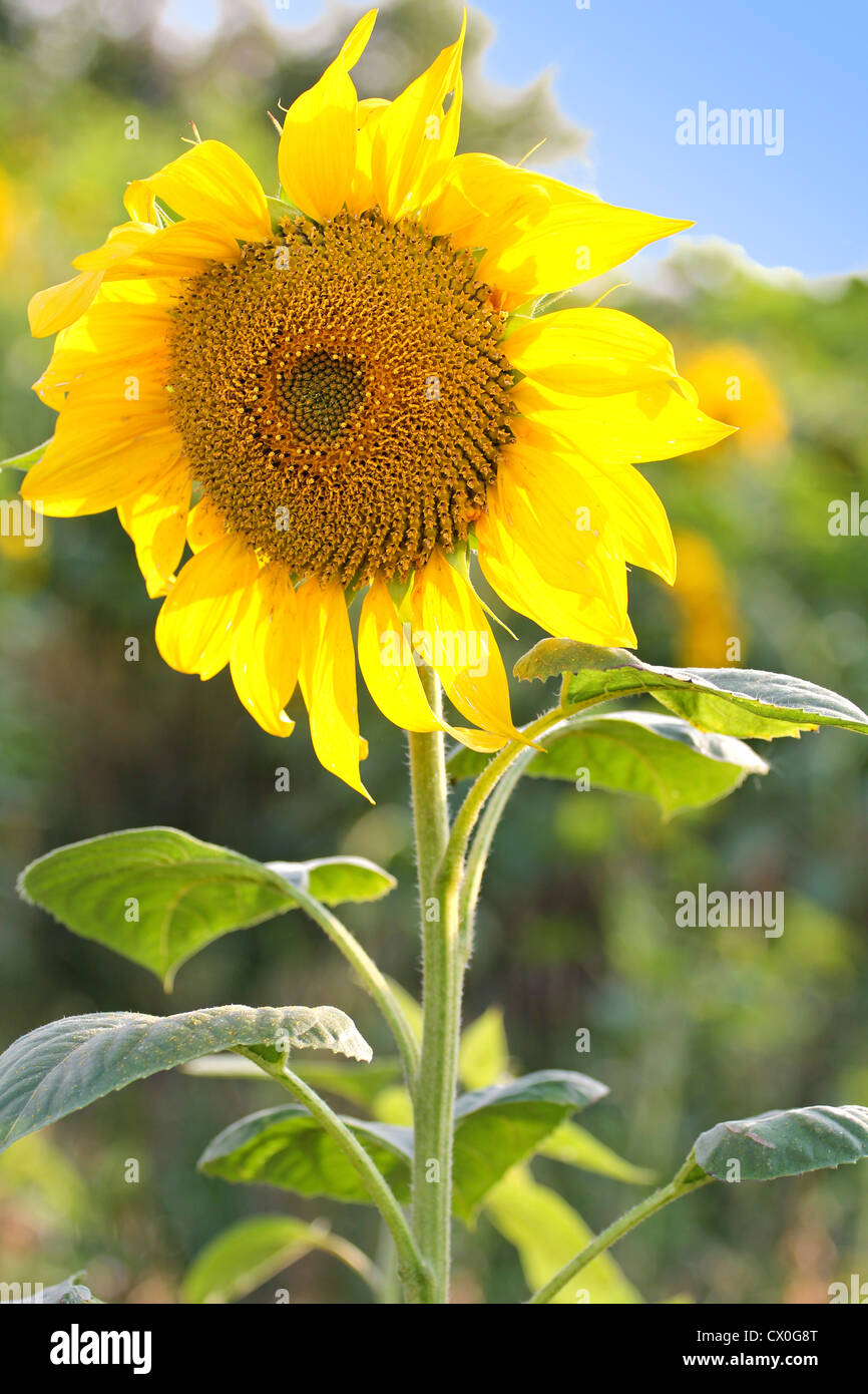 Sunflower in field with blue sky, closeup Stock Photo - Alamy