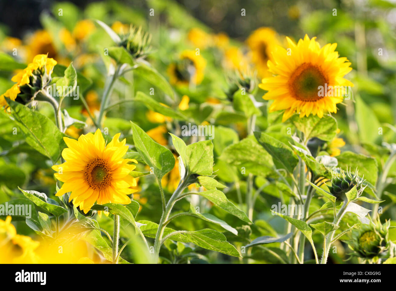 Sunflowers in the field Stock Photo - Alamy