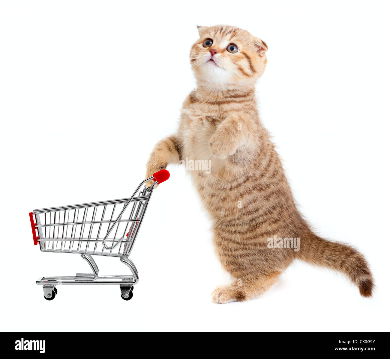 cat with shopping cart isolated on white Stock Photo