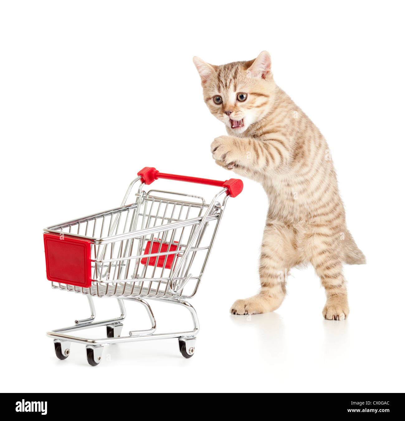 cat with shopping cart isolated on white Stock Photo
