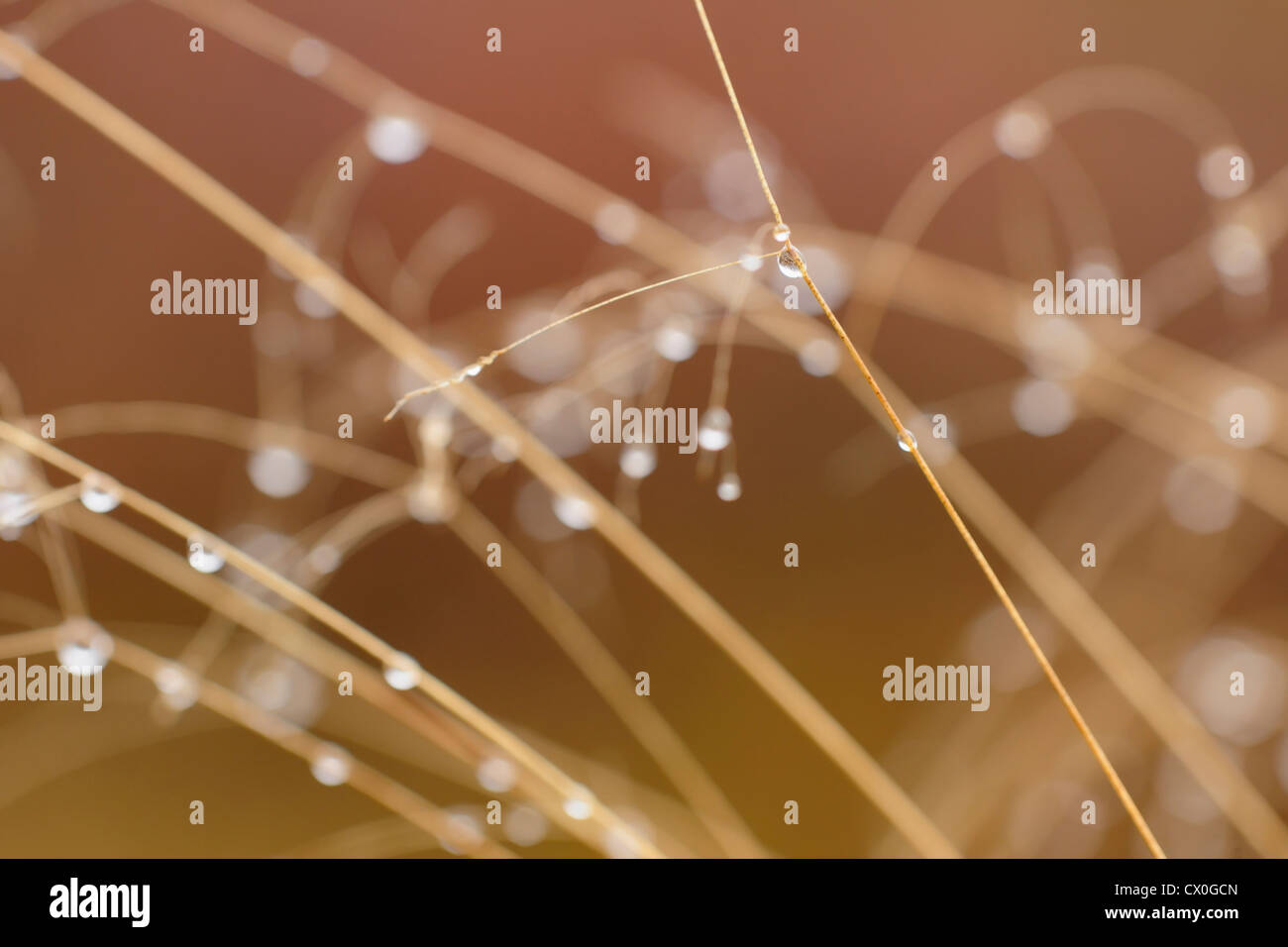 Hairgrass stalks with raindrops, Greater Sudbury, Ontario, Canada Stock Photo