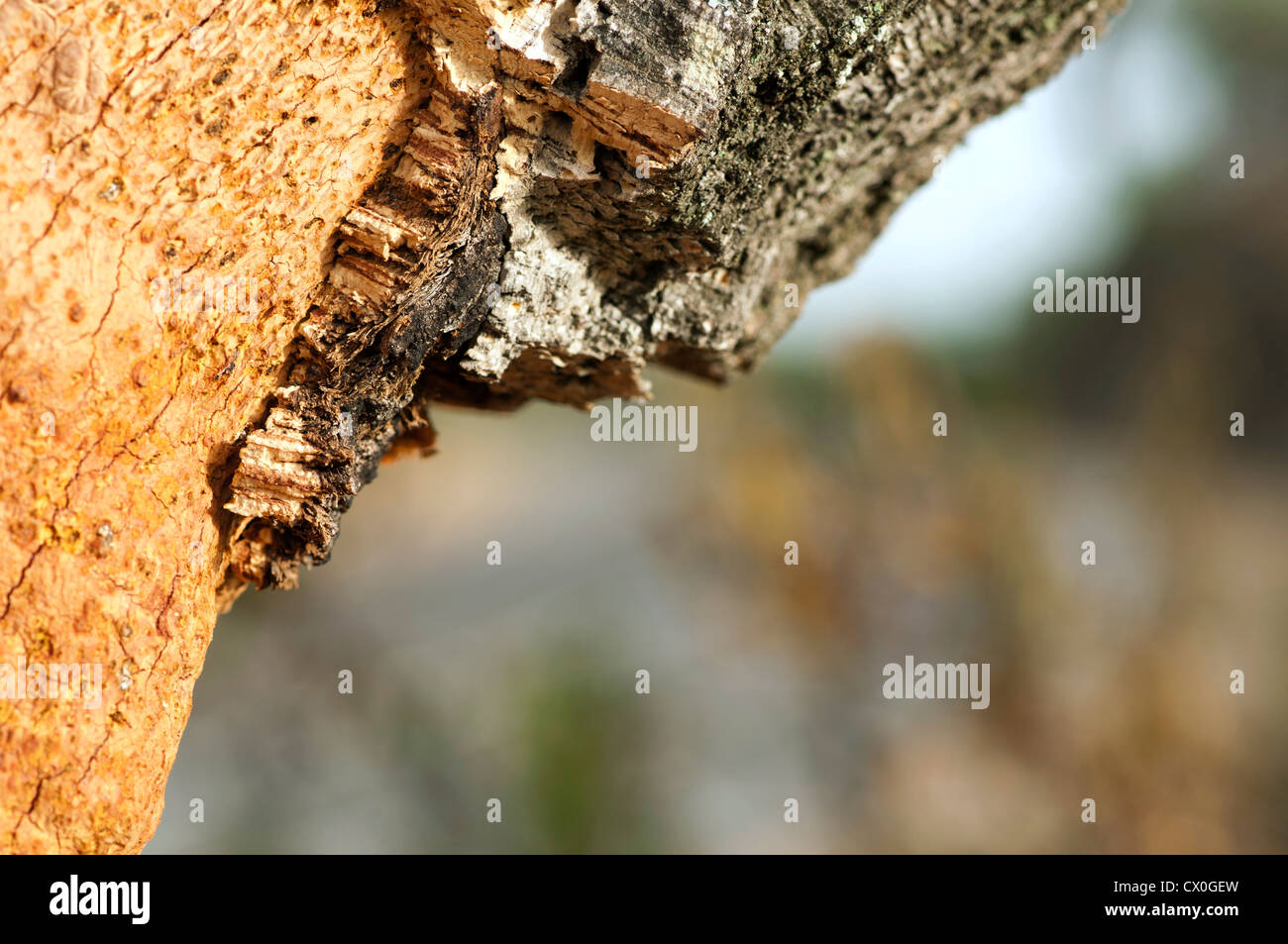 A corkwood tree. Commiphora spp. Stock Photo