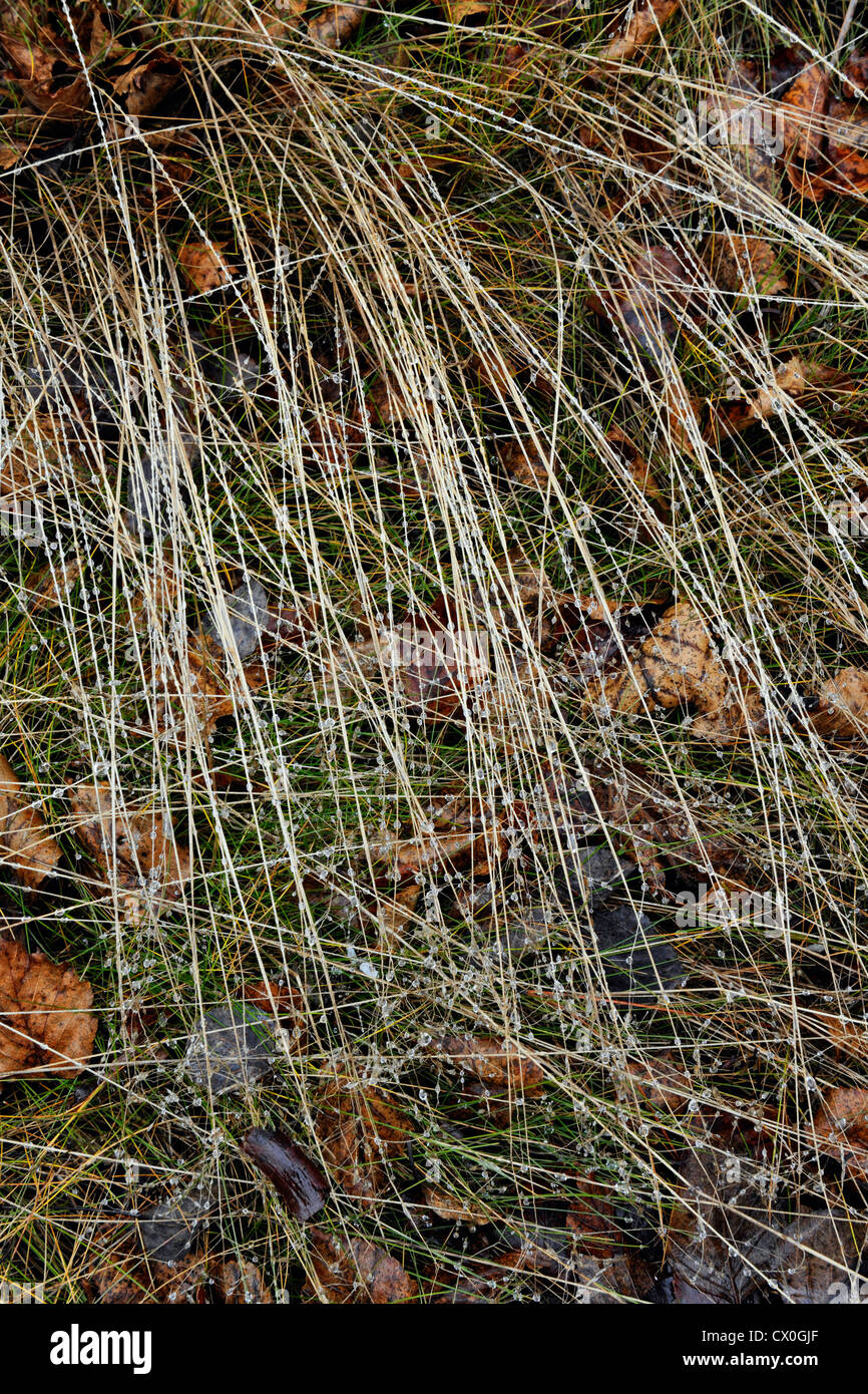 Hairgrass stalks with raindrops, Greater Sudbury, Ontario, Canada Stock Photo
