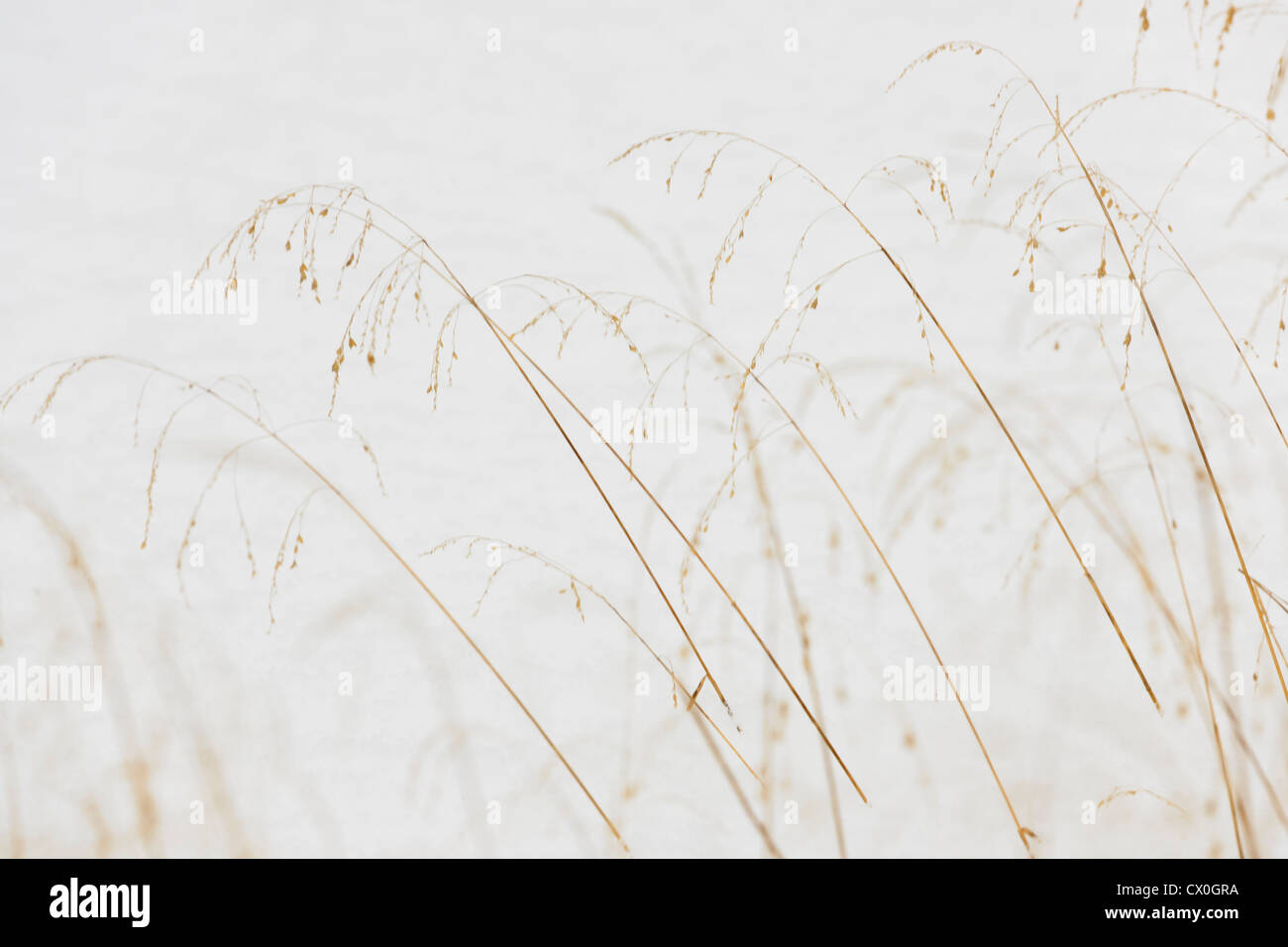 A dusting of snow on marsh sedges, Greater Sudbury, Ontario, Canada Stock Photo
