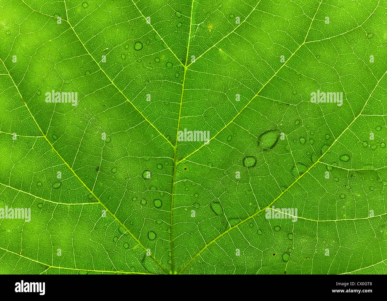 Backlit lime tree leaf hi-res stock photography and images - Alamy