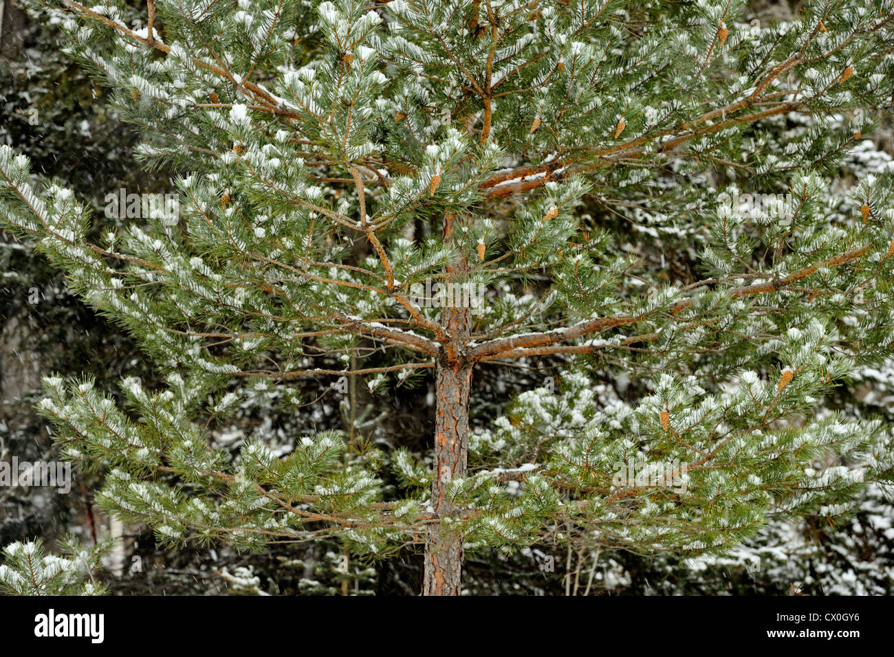A dusting of snow on a jack pine (Pinus banksiana), Greater Sudbury, Ontario, Canada Stock Photo