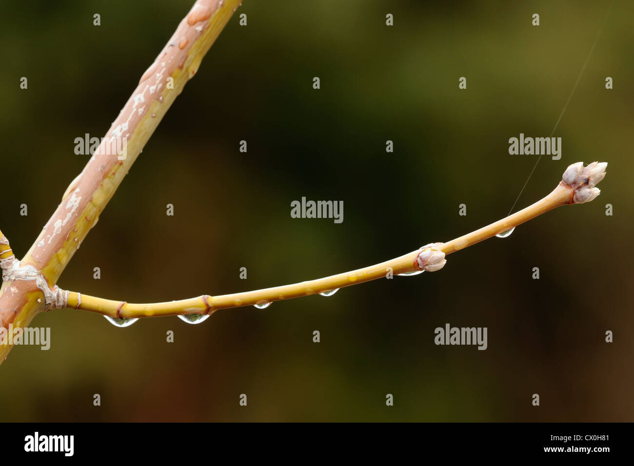 Raindrops on a Manitoba Maple (Acer negundo) twig, Greater Sudbury, Ontario, Canada Stock Photo