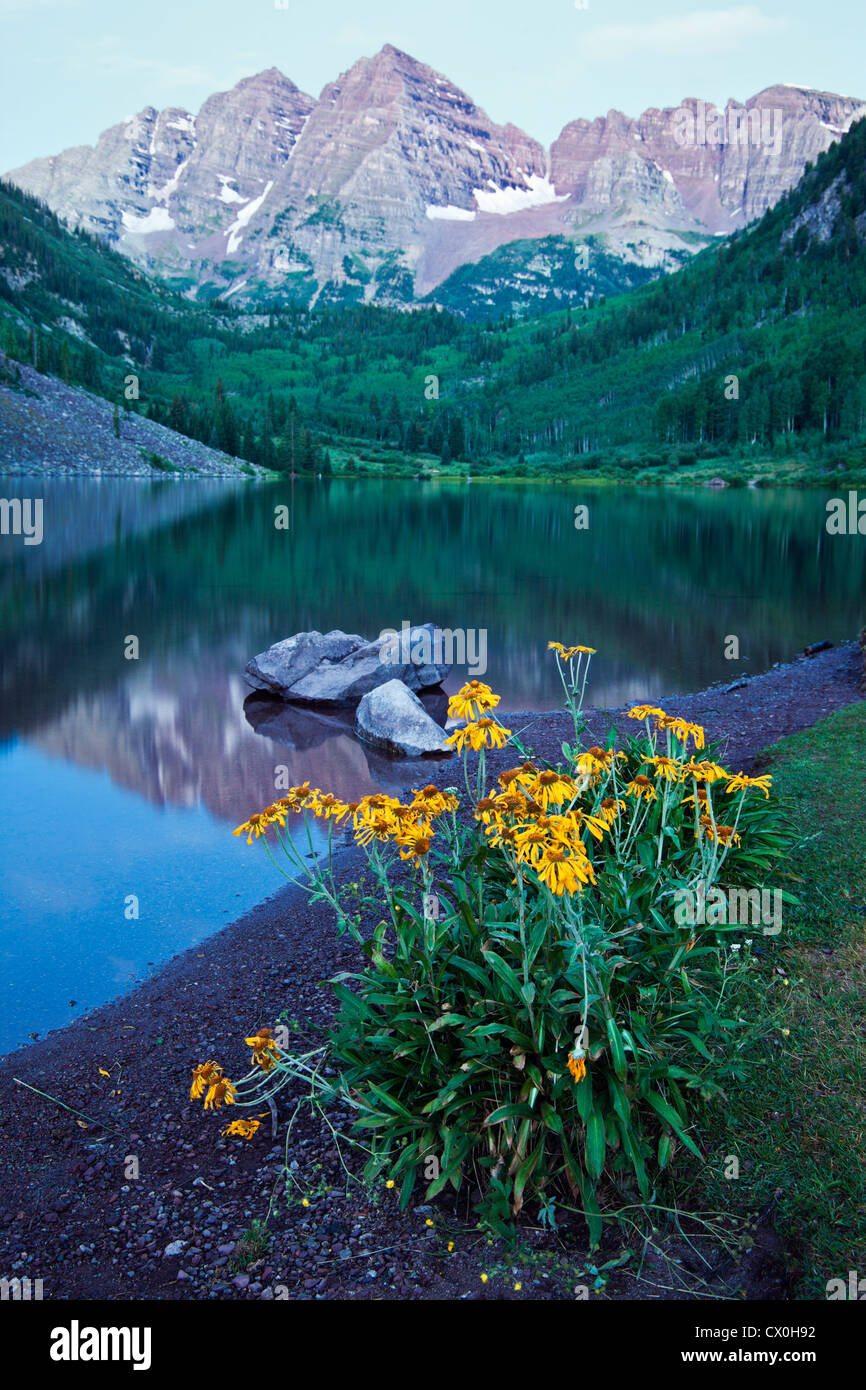 Yellow Flowers and Maroon Bells in the background Stock Photo