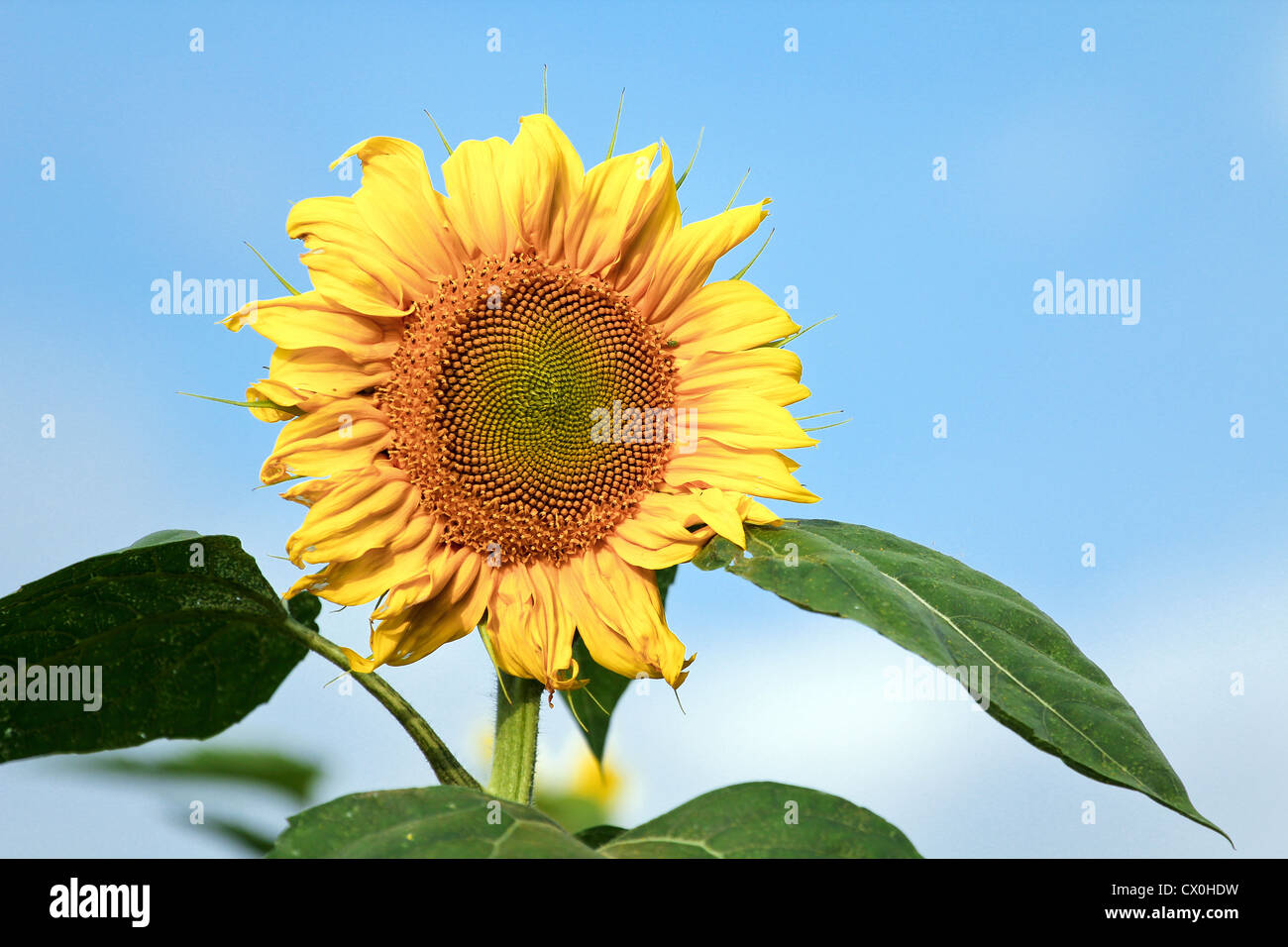 Sunflower in the field with blue sky, closeup Stock Photo - Alamy
