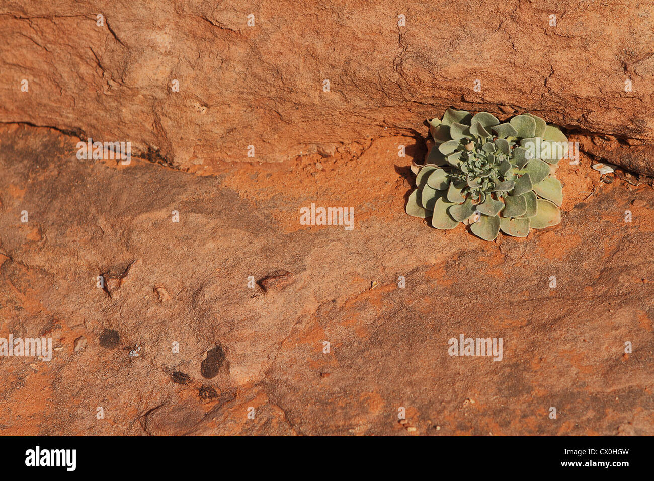 A desert plants grow from sandstone in Arches National Park near Moab