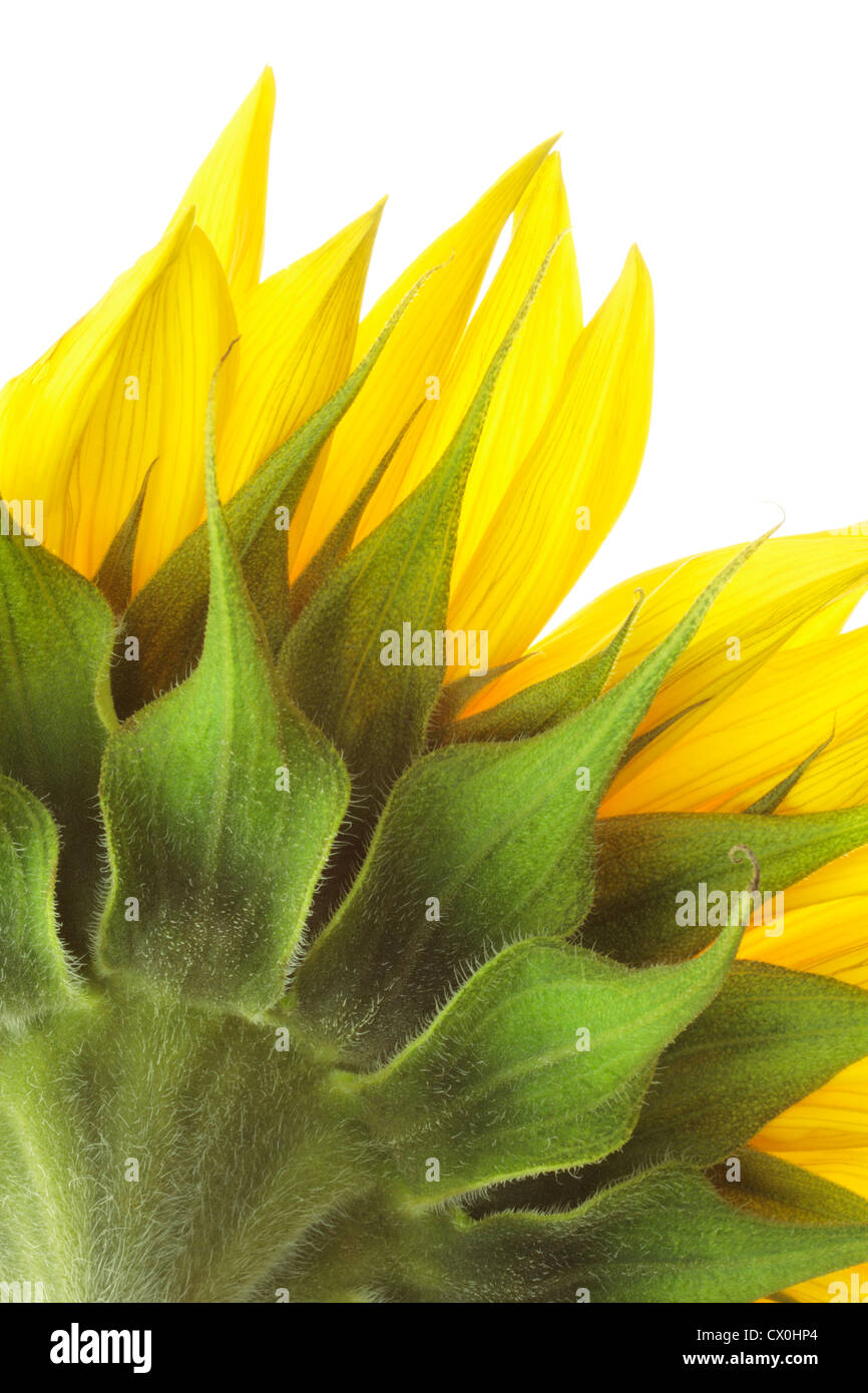 Close up of back of sunflower (Helianthus annuus) on white background Stock Photo