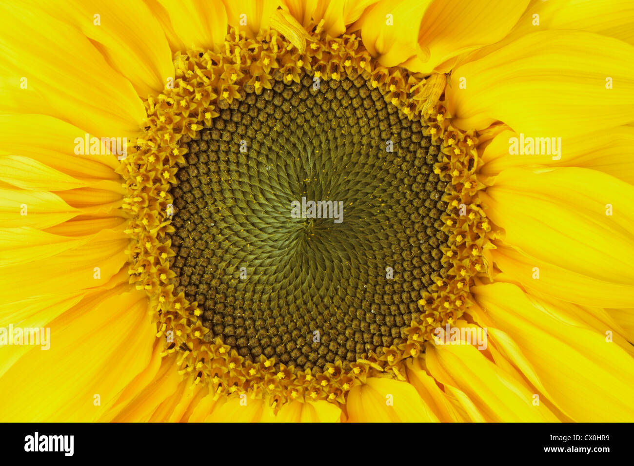 Close up of sunflower (Helianthus annuus) Stock Photo