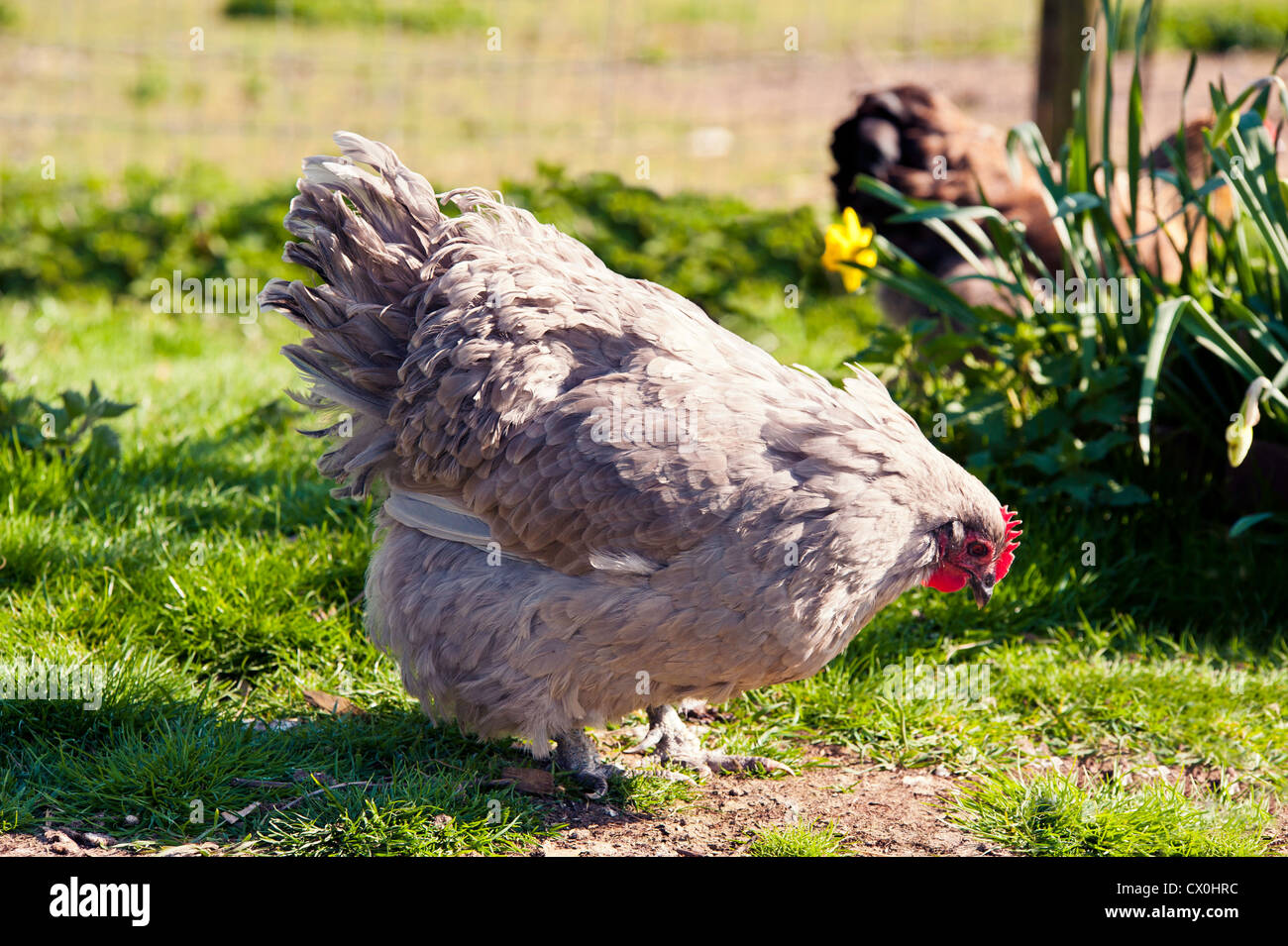 Lavender Orpington hen looking for food, background out of focus