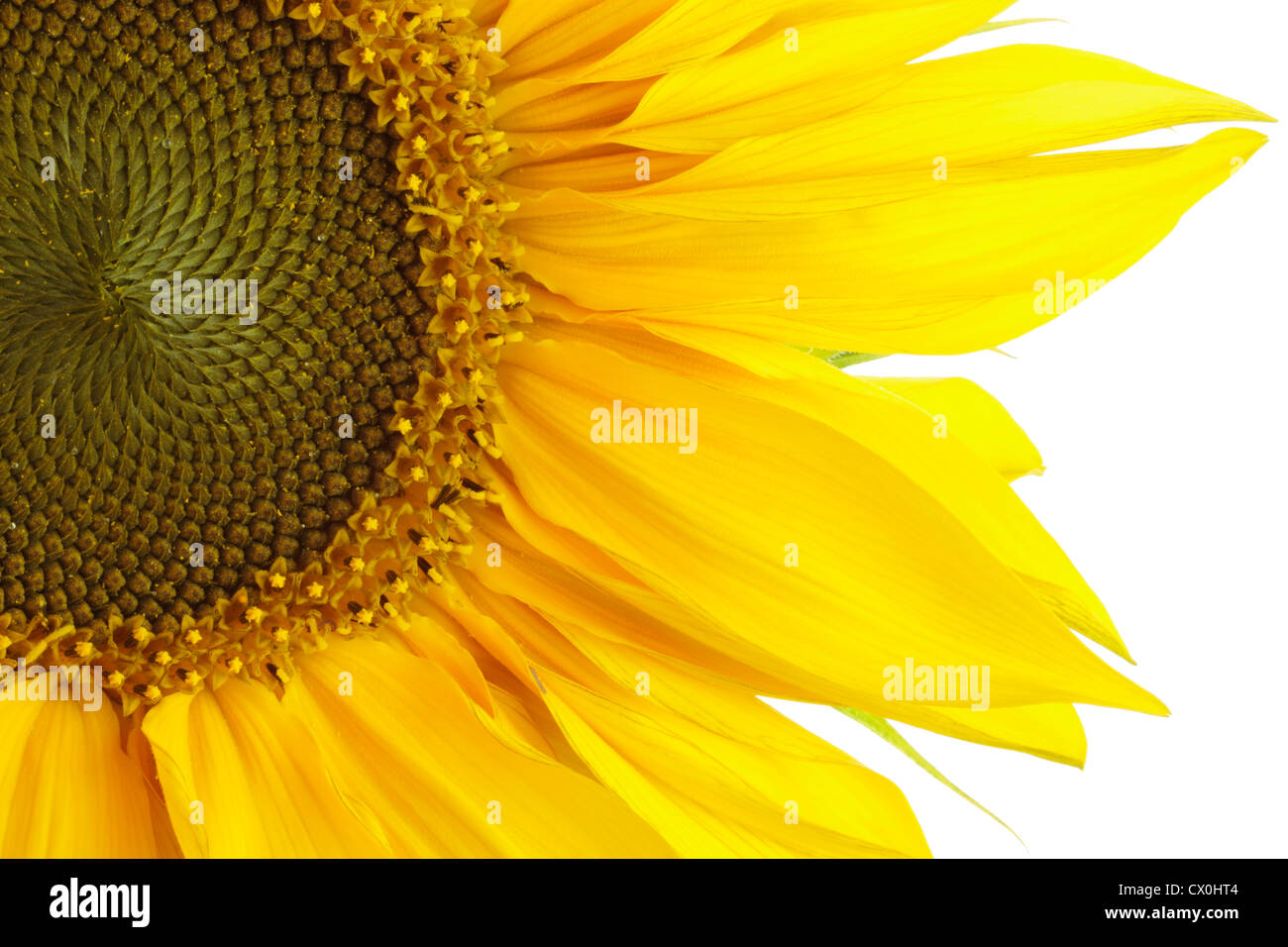 Close up of sunflower (Helianthus annuus) on white background Stock Photo