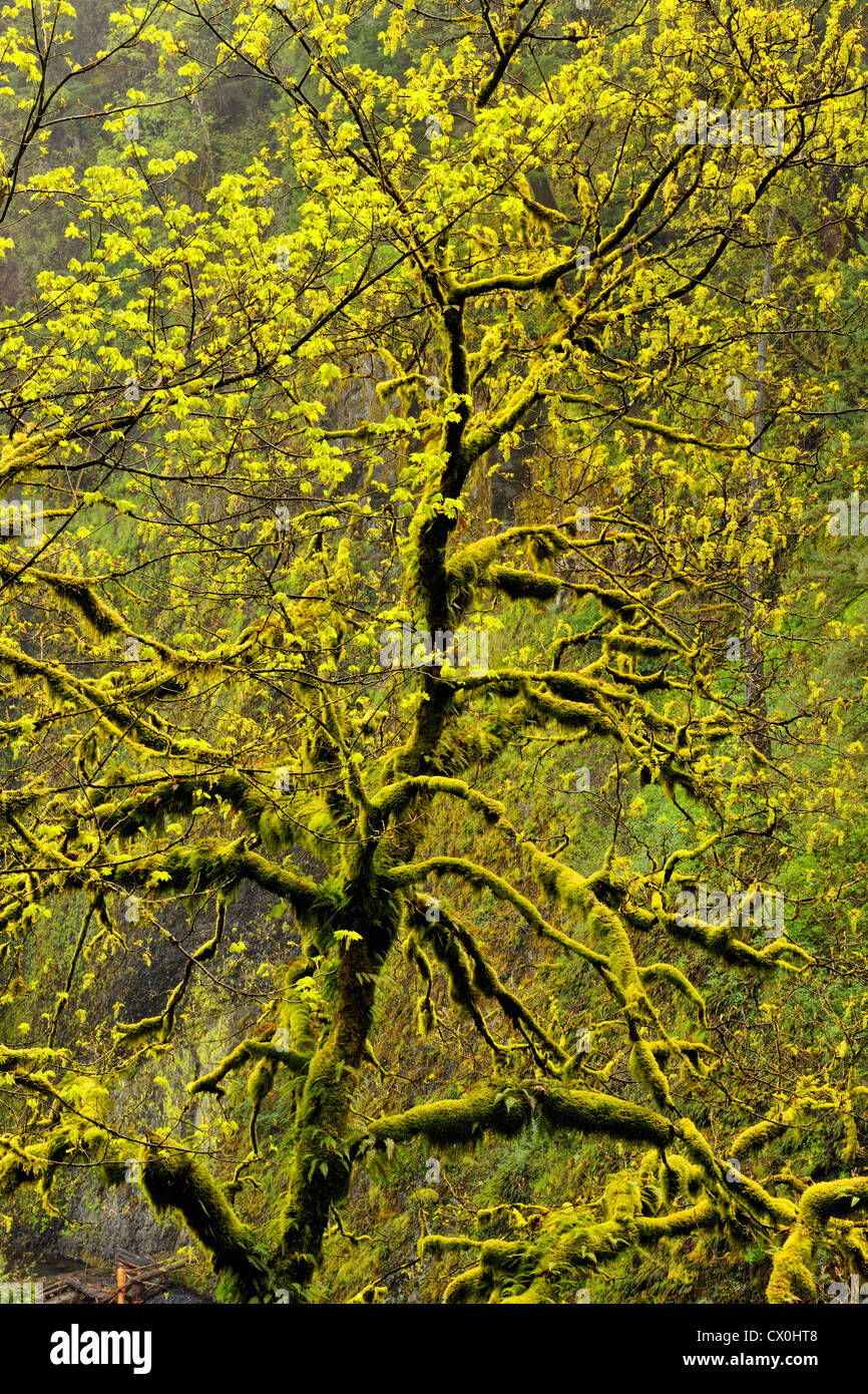 Big-leaf maple (Acer macrophyllum) in spring, with moss (at Multnomah Falls), Columbia Gorge National Scenic Area, Oregon, USA Stock Photo