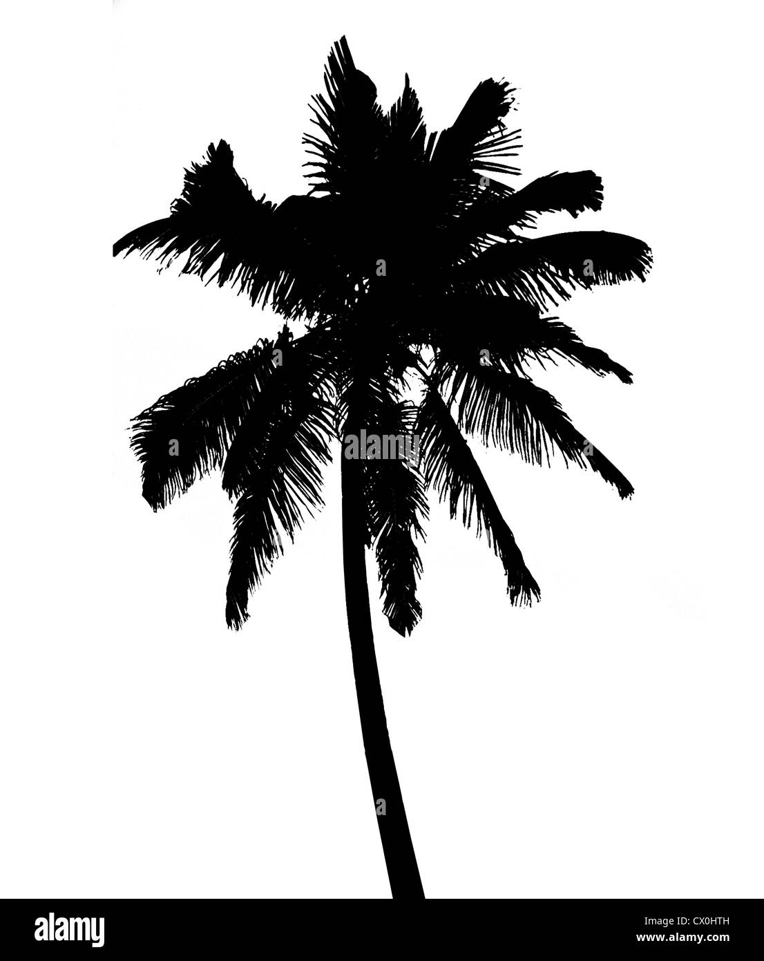 Silhouette of coconut palm isolated on white, illustration Stock Photo
