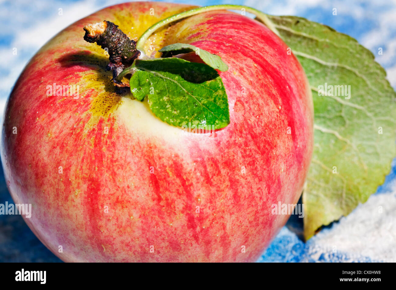 Closeup of a freshly picked apple in the sunshine on a cloth napkin. Stock Photo