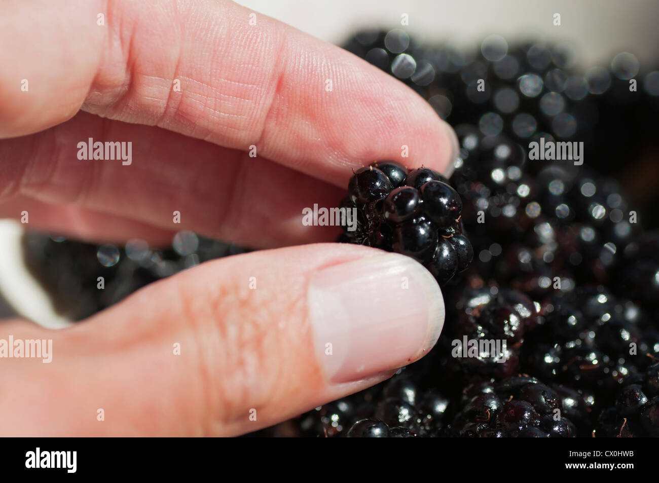 Closeup of a woman's fingers and thumb picking up a fresh blackberry from a bowl full of blackberries. Stock Photo