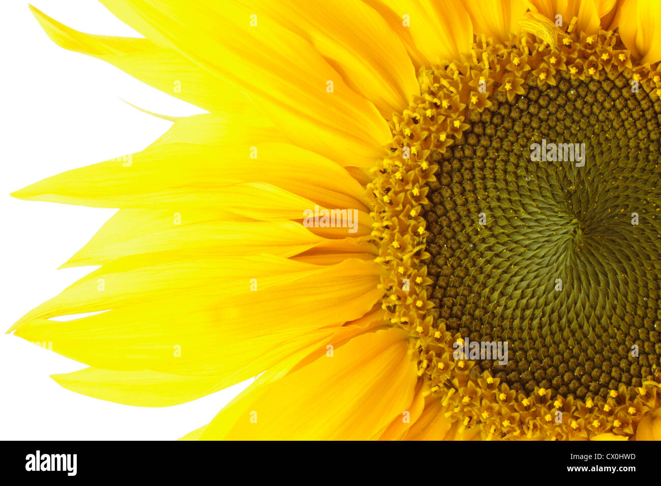 Close up of sunflower (Helianthus annuus) on white background Stock Photo